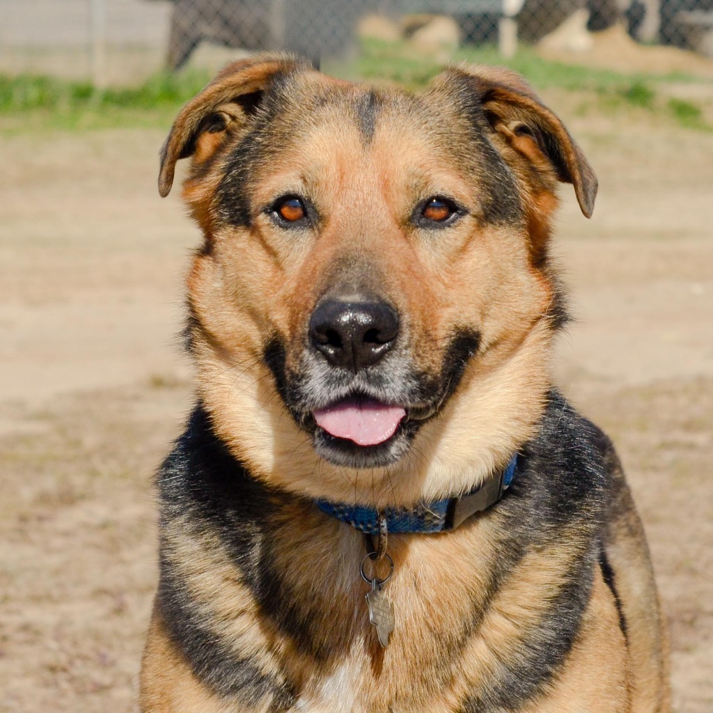 Bo, an adoptable Rottweiler, Shepherd in Quinlan, TX, 75474 | Photo Image 1