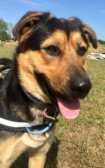 Bo, an adoptable Rottweiler, Shepherd in Quinlan, TX, 75474 | Photo Image 2