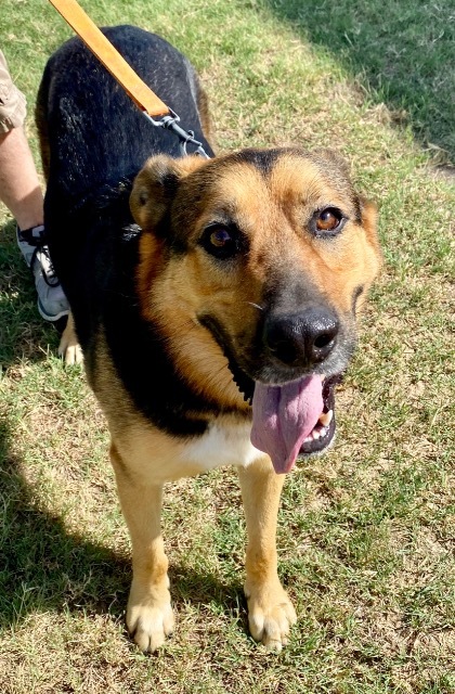 Bo, an adoptable Rottweiler, Shepherd in Quinlan, TX, 75474 | Photo Image 3