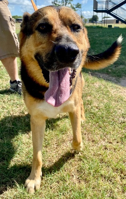 Bo, an adoptable Rottweiler, Shepherd in Quinlan, TX, 75474 | Photo Image 4