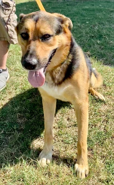 Bo, an adoptable Rottweiler, Shepherd in Quinlan, TX, 75474 | Photo Image 5