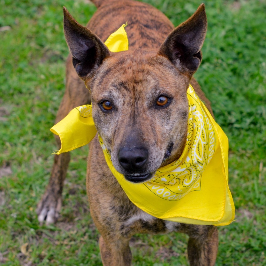 Penny, an adoptable Pharaoh Hound, Whippet in Quinlan, TX, 75474 | Photo Image 1