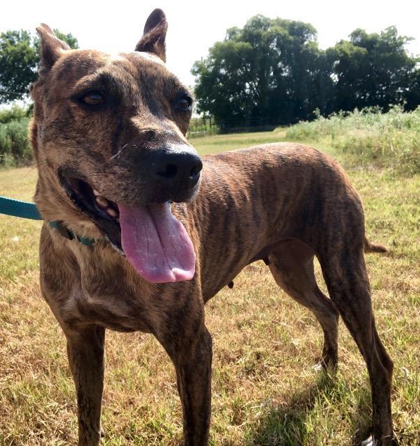 Penny, an adoptable Pharaoh Hound, Whippet in Quinlan, TX, 75474 | Photo Image 2