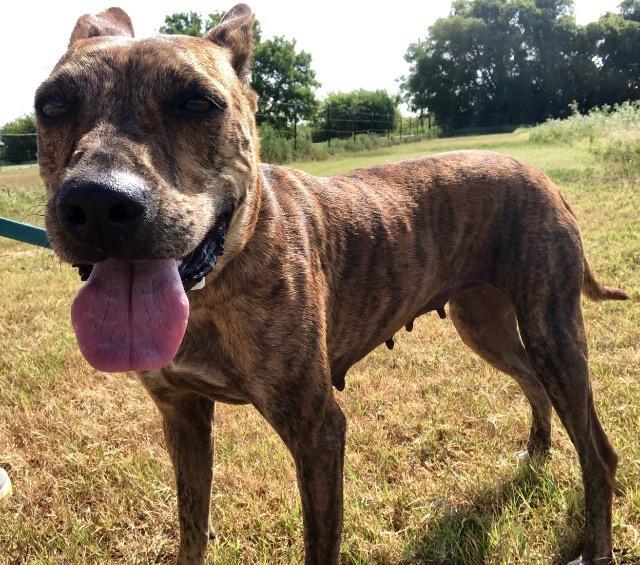 Penny, an adoptable Pharaoh Hound, Whippet in Quinlan, TX, 75474 | Photo Image 4