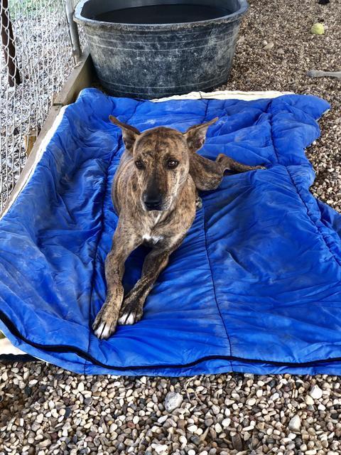 Penny, an adoptable Pharaoh Hound, Whippet in Quinlan, TX, 75474 | Photo Image 5