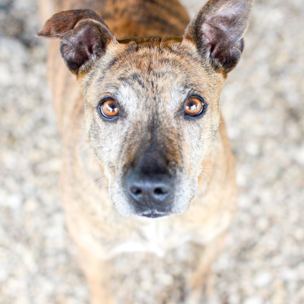 Penny, an adoptable Pharaoh Hound, Whippet in Quinlan, TX, 75474 | Photo Image 6