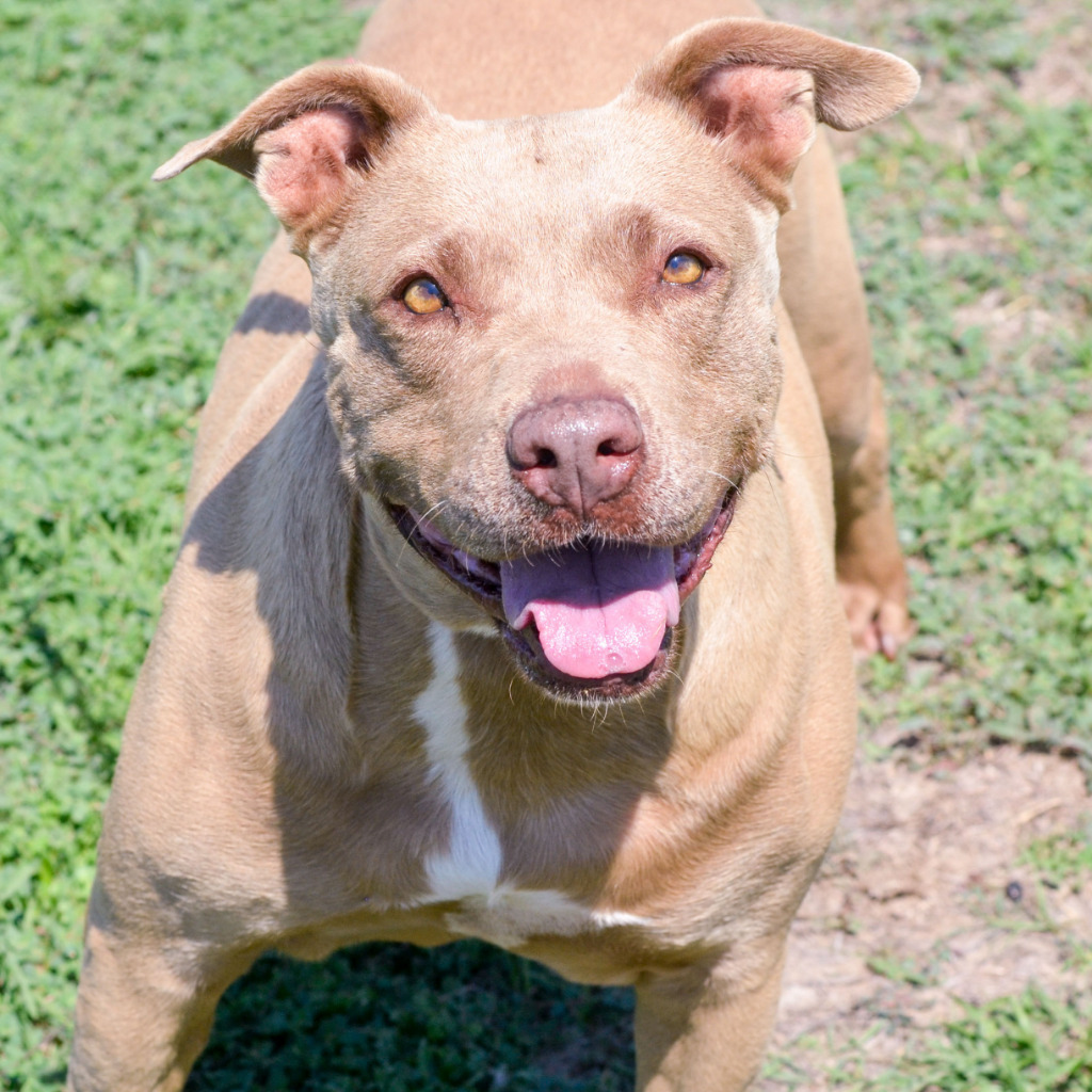 BROOKE, an adoptable Pit Bull Terrier in Quinlan, TX, 75474 | Photo Image 1