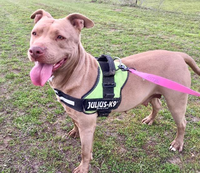 BROOKE, an adoptable Pit Bull Terrier in Quinlan, TX, 75474 | Photo Image 2