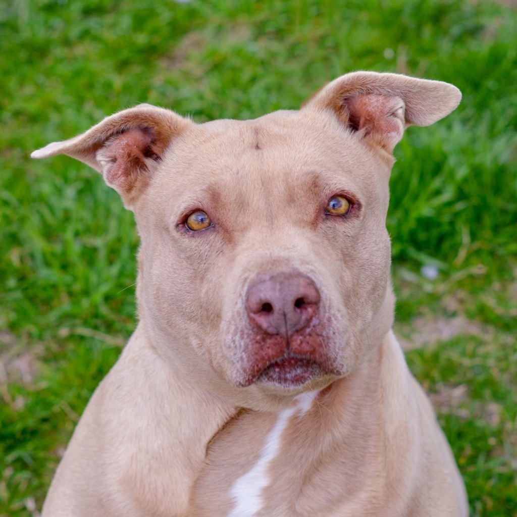 BROOKE, an adoptable Pit Bull Terrier in Quinlan, TX, 75474 | Photo Image 4