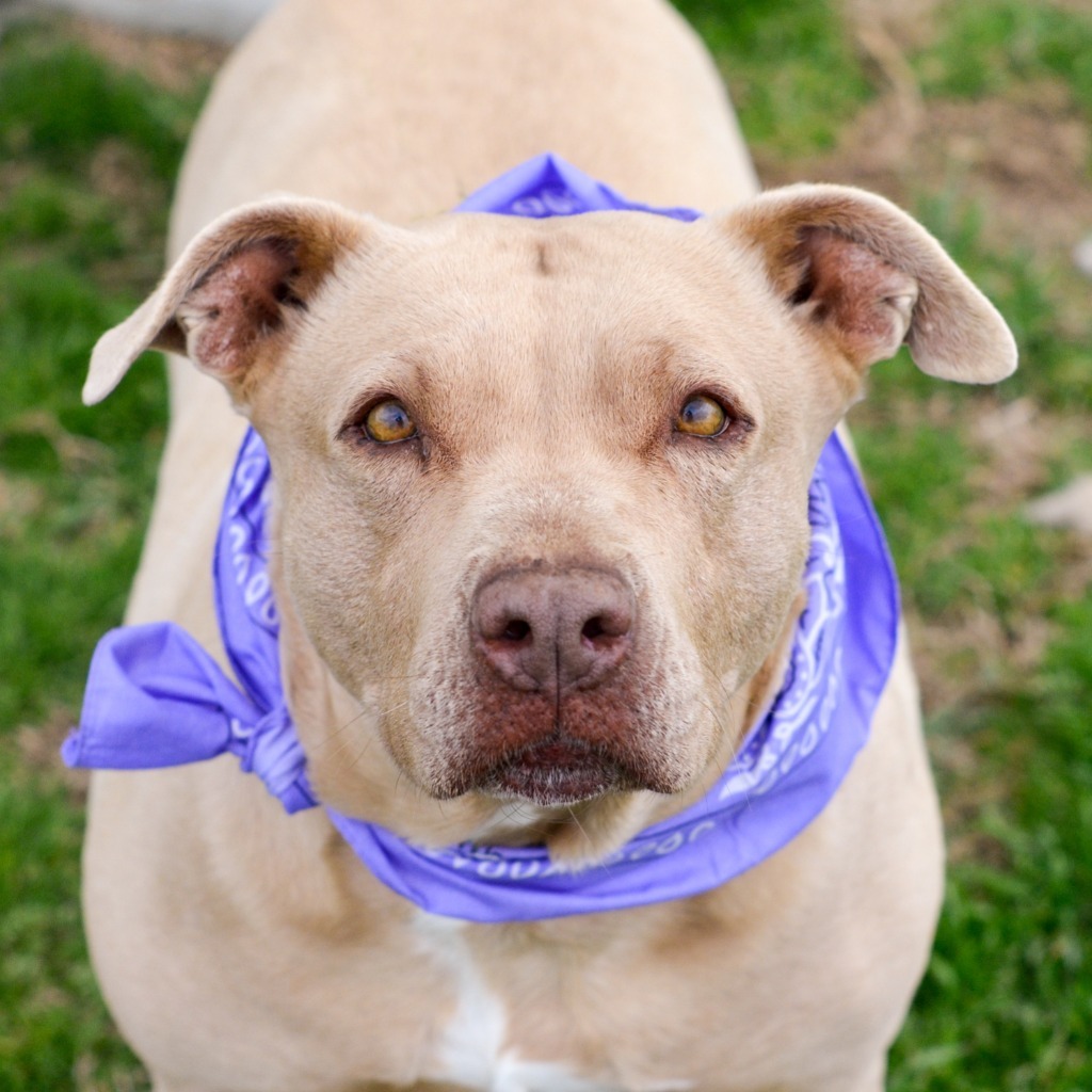 BROOKE, an adoptable Pit Bull Terrier in Quinlan, TX, 75474 | Photo Image 5