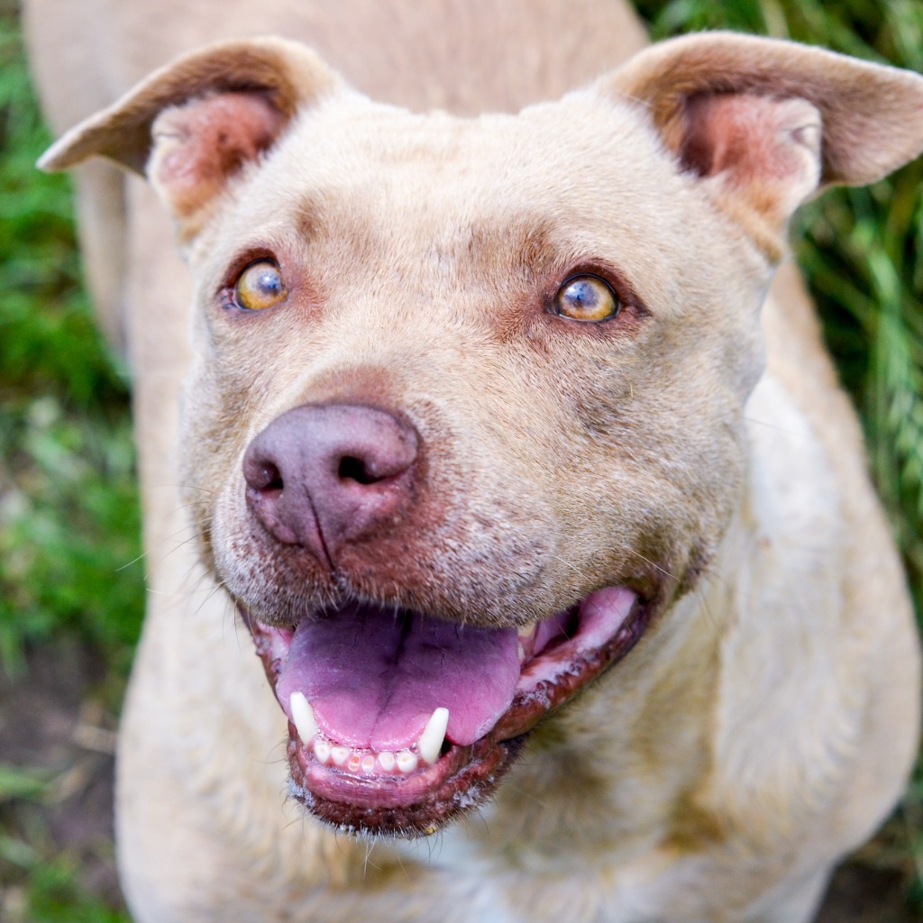 BROOKE, an adoptable Pit Bull Terrier in Quinlan, TX, 75474 | Photo Image 6