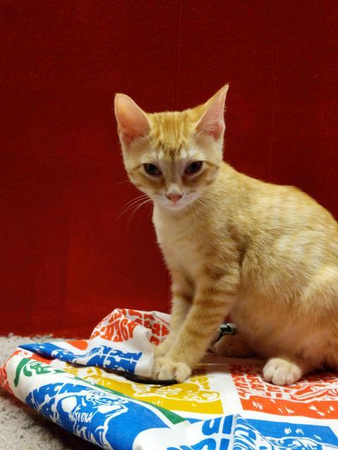 Sampson, an adoptable American Shorthair in Coshocton , OH, 43812 | Photo Image 1