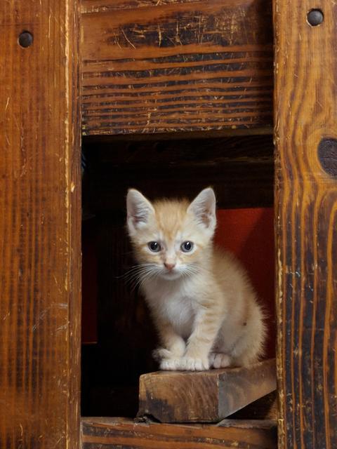 Sampson, an adoptable American Shorthair in Coshocton , OH, 43812 | Photo Image 2