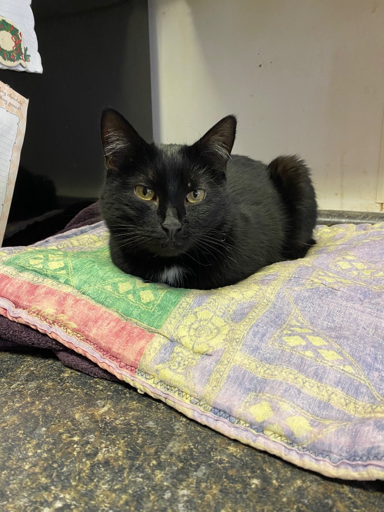 Mama Mia, an adoptable Domestic Short Hair in Bourbonnais, IL, 60914 | Photo Image 1