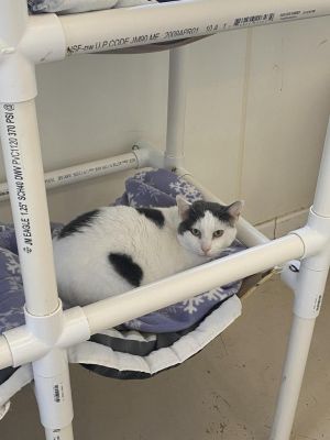 Spot, Senior Male unknown