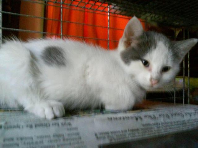 Spot, an adoptable Domestic Long Hair in Bourbonnais, IL, 60914 | Photo Image 2