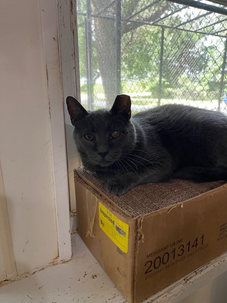 Mr. Jinx, an adoptable Domestic Short Hair in Bourbonnais, IL, 60914 | Photo Image 1