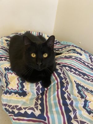 Jay Jay, Senior Male unknown