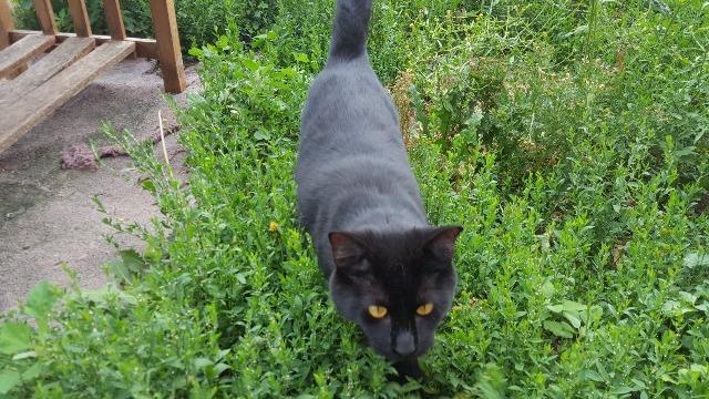 Jay Jay, an adoptable Domestic Short Hair in Bourbonnais, IL, 60914 | Photo Image 2