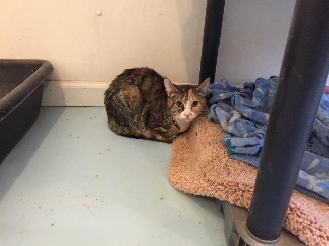 Leslie, an adoptable Domestic Short Hair in Bourbonnais, IL, 60914 | Photo Image 2