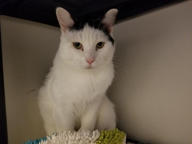 Teddy, an adoptable Domestic Short Hair in Bourbonnais, IL, 60914 | Photo Image 1