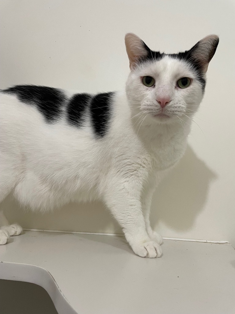 Teddy, an adoptable Domestic Short Hair in Bourbonnais, IL, 60914 | Photo Image 1