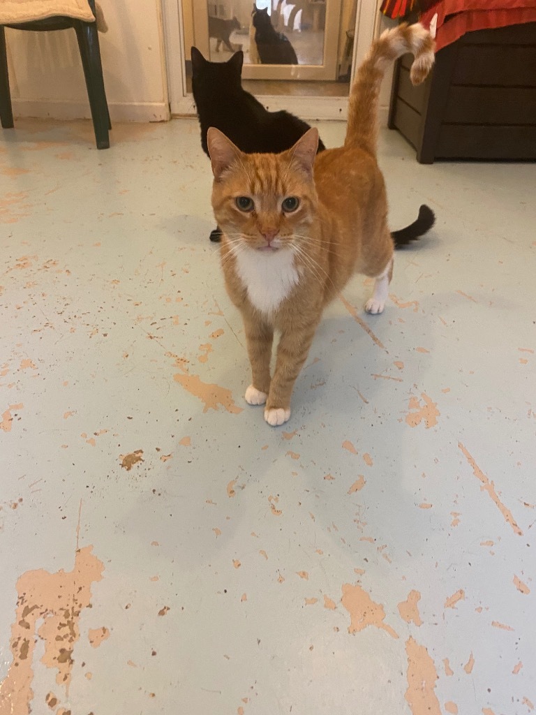 Red Fred, an adoptable Domestic Short Hair in Bourbonnais, IL, 60914 | Photo Image 1