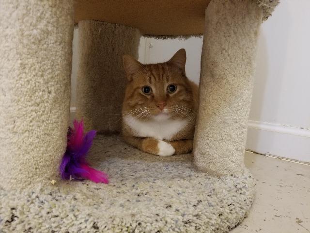 Red Fred, an adoptable Domestic Short Hair in Bourbonnais, IL, 60914 | Photo Image 2