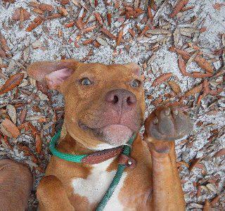 Samantha, an adoptable American Bulldog in St. Augustine, FL, 32084 | Photo Image 1