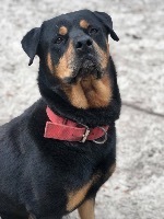 Axle, an adoptable Rottweiler in St. Augustine, FL, 32084 | Photo Image 1