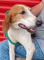 Paige, an adoptable Treeing Walker Coonhound in St. Augustine, FL, 32084 | Photo Image 1