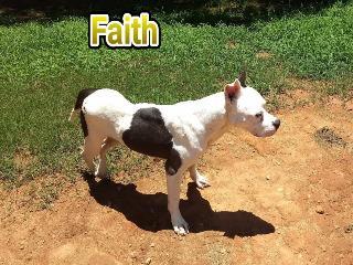 Faith, an adoptable Mixed Breed in St. Augustine, FL, 32084 | Photo Image 1