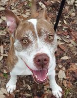 Stella, an adoptable American Bulldog in St. Augustine, FL, 32084 | Photo Image 1