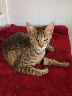 Ms. Forrest, an adoptable Domestic Short Hair in St. Augustine, FL, 32084 | Photo Image 1