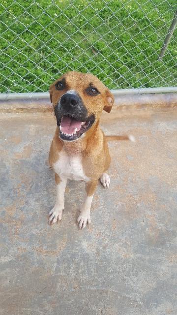 Mina, an adoptable Pit Bull Terrier in Mangilao, GU_image-1