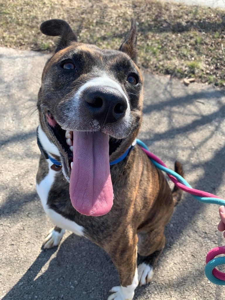 Kona, an adoptable Shepherd, Boxer in Lima, OH, 45807 | Photo Image 3