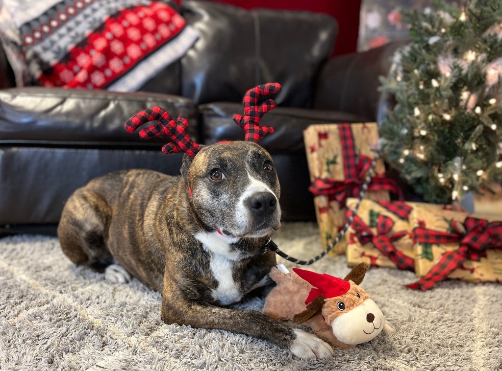 Kona, an adoptable Shepherd, Boxer in Lima, OH, 45807 | Photo Image 4