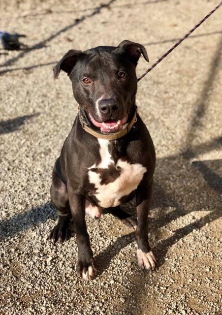 Rocky, an adoptable Labrador Retriever, Pit Bull Terrier in Lima, OH, 45807 | Photo Image 2