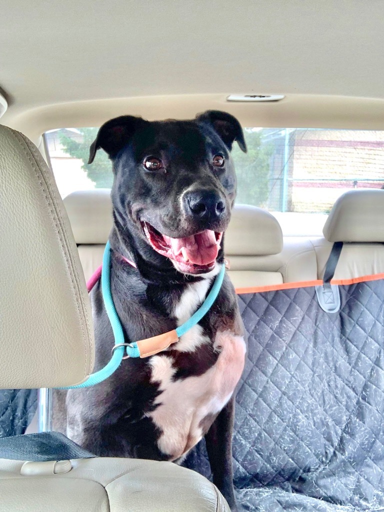 Rocky, an adoptable Labrador Retriever, Pit Bull Terrier in Lima, OH, 45807 | Photo Image 3