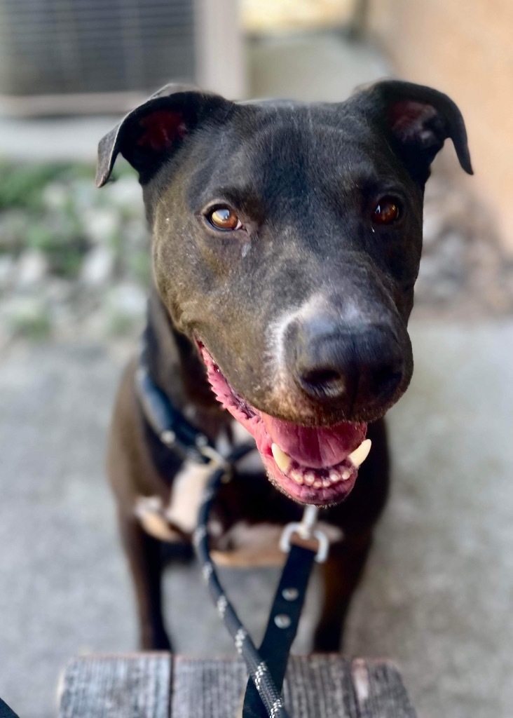 Rocky, an adoptable Labrador Retriever, Pit Bull Terrier in Lima, OH, 45807 | Photo Image 5