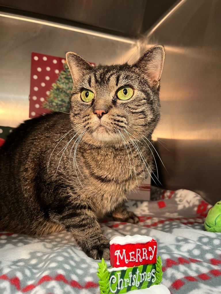 Belle, an adoptable Domestic Short Hair in Lima, OH, 45807 | Photo Image 1