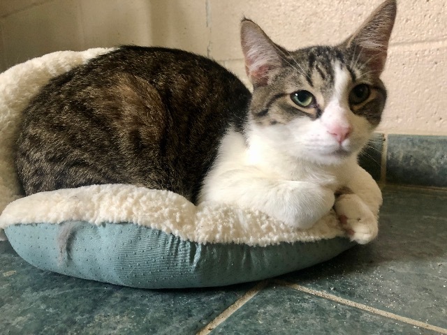 Pippin, an adoptable Domestic Short Hair in Lima, OH, 45807 | Photo Image 1