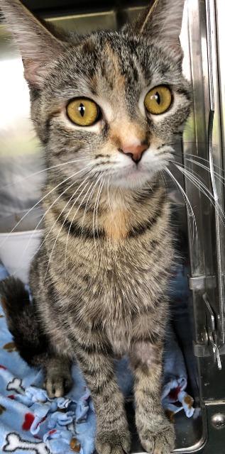 Remi, an adoptable Domestic Short Hair in Lima, OH, 45807 | Photo Image 1