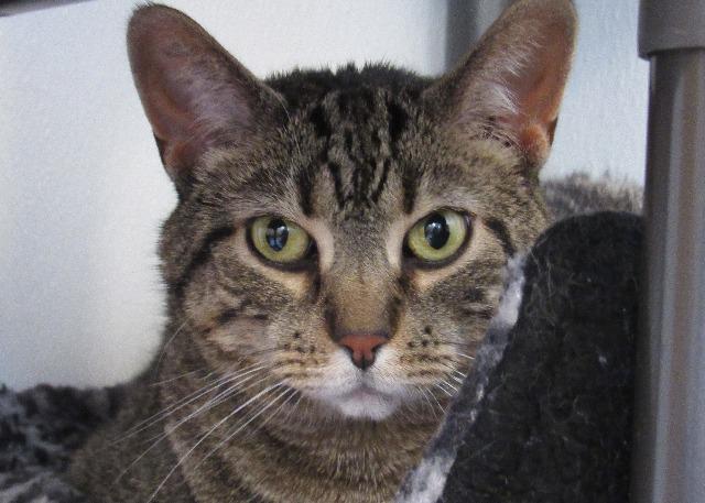 Sugar, an adoptable Domestic Short Hair in Hartville, WY, 82215 | Photo Image 1