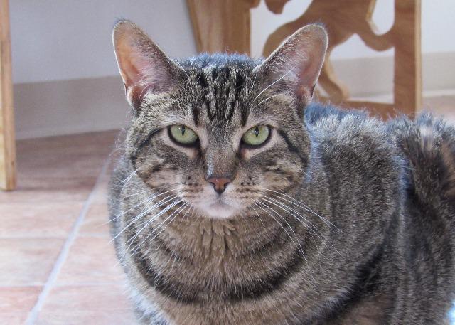 Sugar, an adoptable Domestic Short Hair in Hartville, WY, 82215 | Photo Image 2