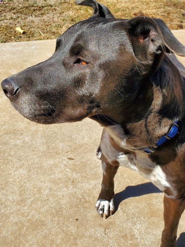 Daryl, an adoptable Pit Bull Terrier in Washburn, MO, 65772 | Photo Image 1