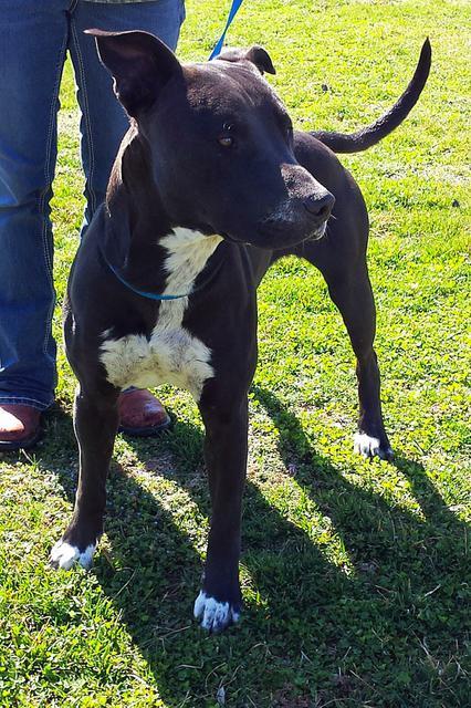 Daryl, an adoptable Pit Bull Terrier in Washburn, MO, 65772 | Photo Image 2