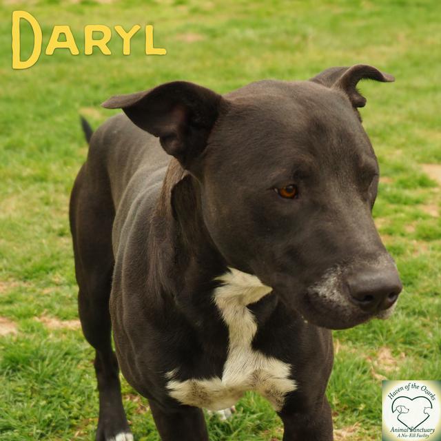 Daryl, an adoptable Pit Bull Terrier in Washburn, MO, 65772 | Photo Image 3