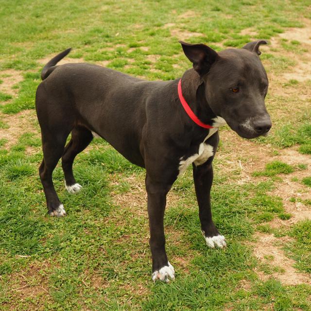 Daryl, an adoptable Pit Bull Terrier in Washburn, MO, 65772 | Photo Image 4