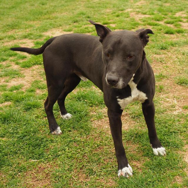 Daryl, an adoptable Pit Bull Terrier in Washburn, MO, 65772 | Photo Image 5